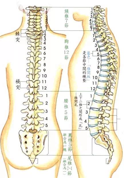 人中部 部位|人的腰部位置示意图